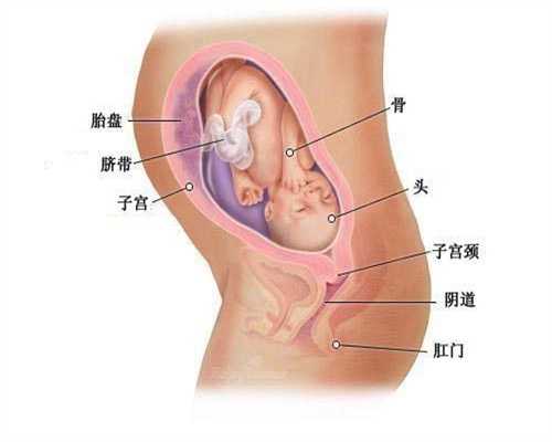 东营代孕中介：【胎盘什么时候开始产生孕酮？