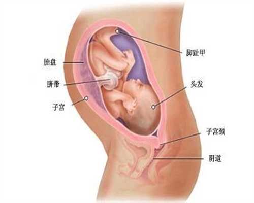 东营代孕中介：【胎盘什么时候开始产生孕酮？