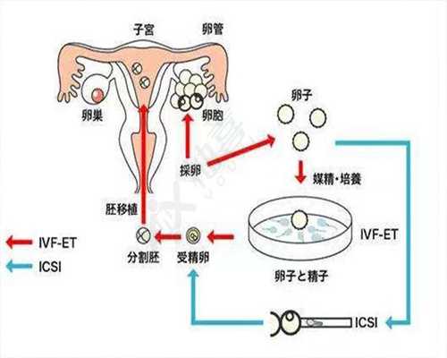 上海代孕上海代孕网：孩子反复感冒的病因北京